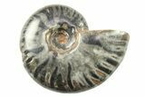 Black Polished Ammonite Fossils - 1 1/2 to 2" Size - Photo 2